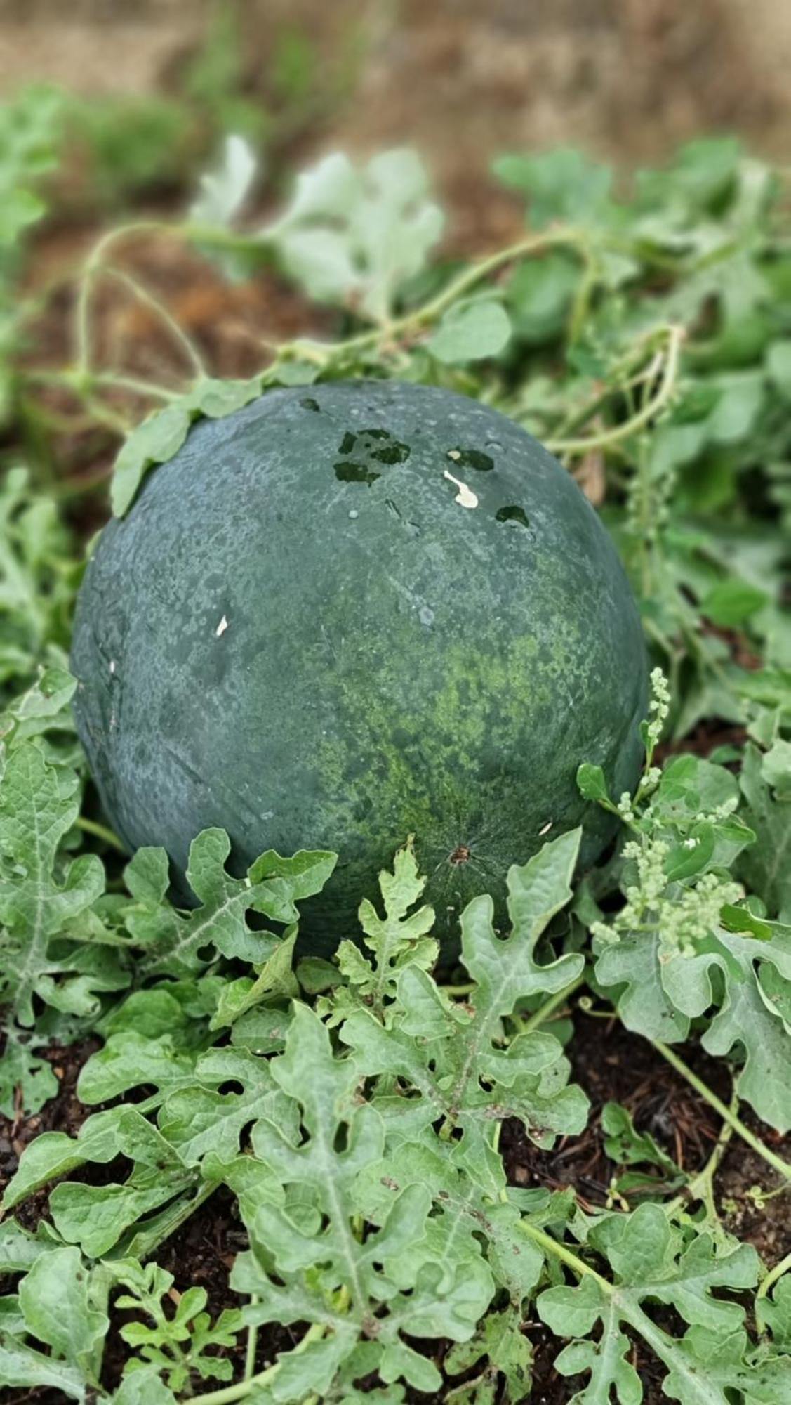 Pedra Pura