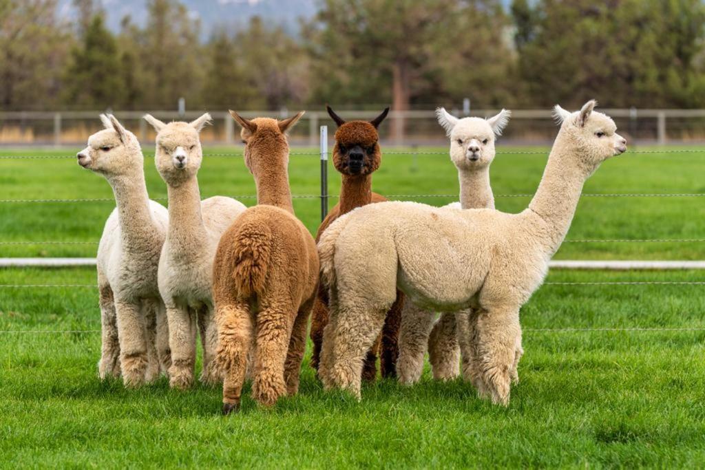 Alpaca Farm And - Mama Adama