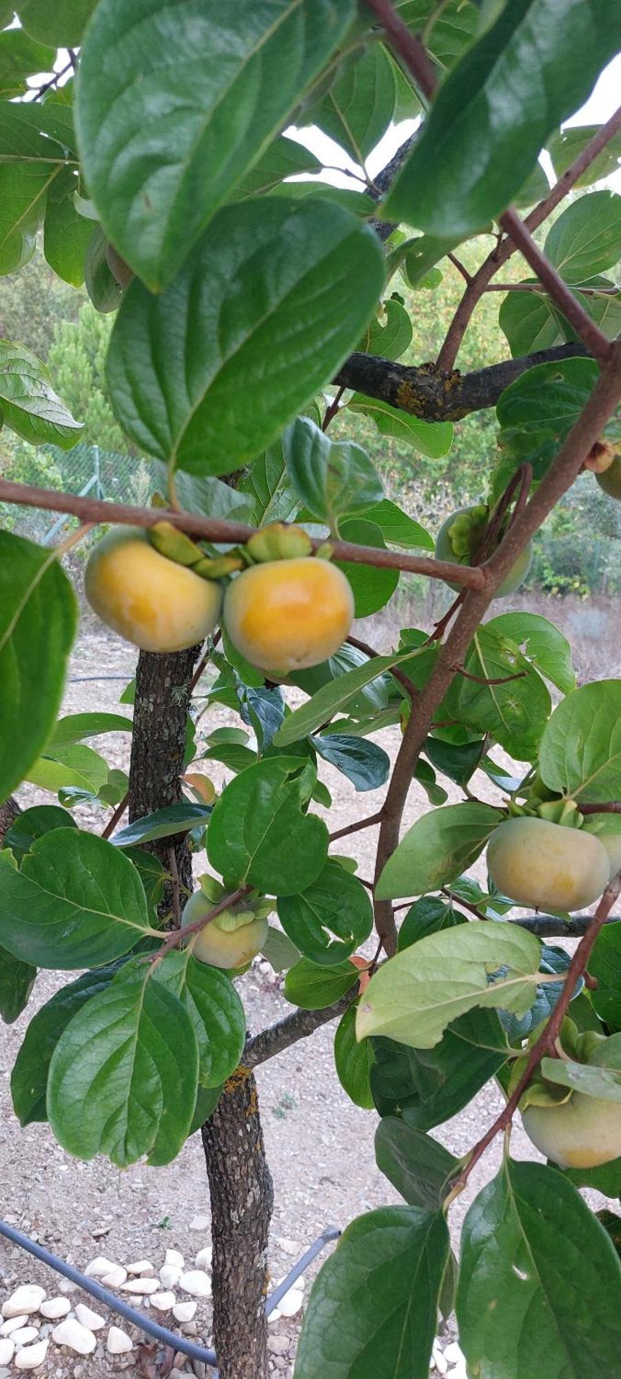 Quinta Penedo Antas - Al * Sertã