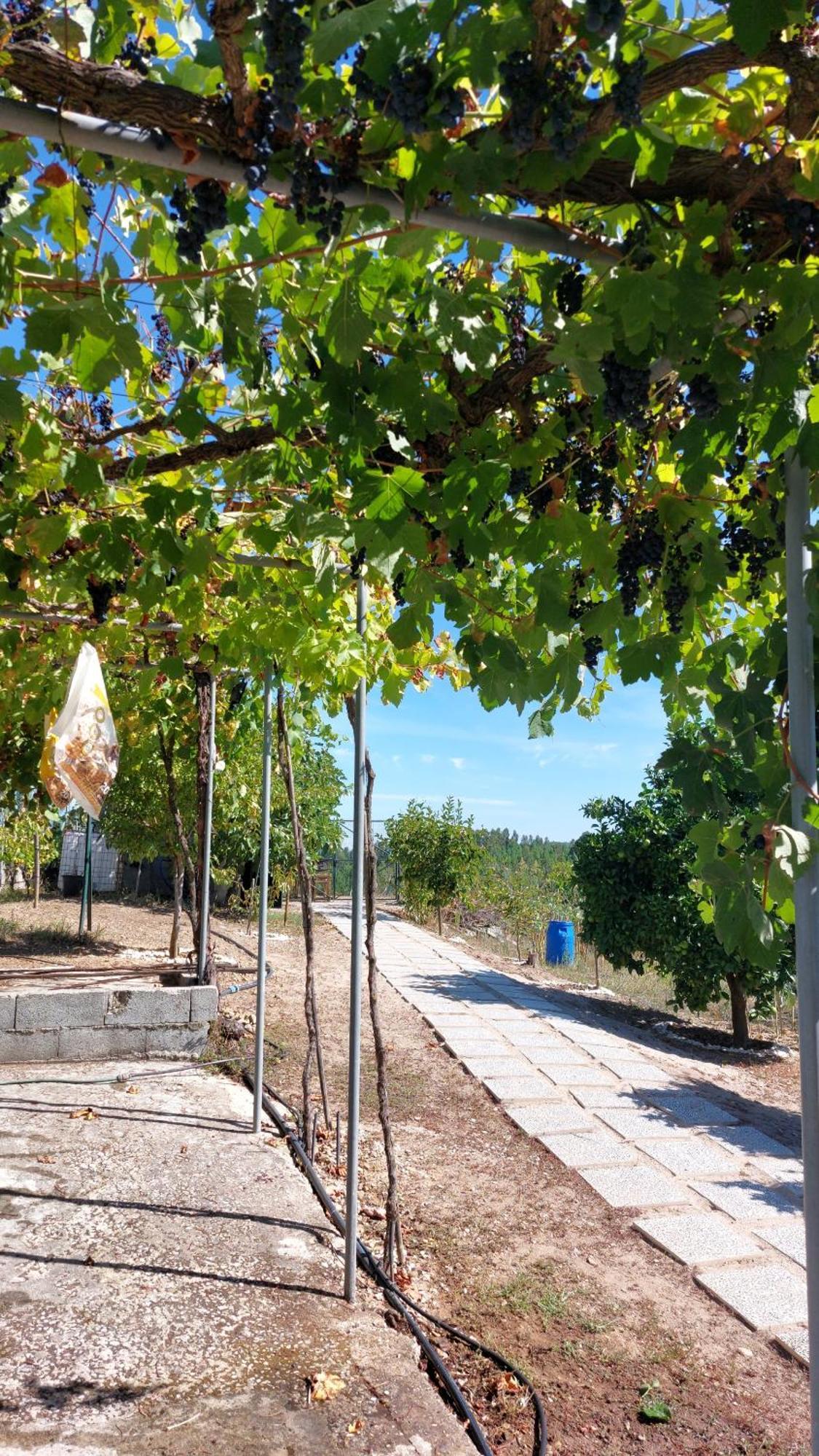 Quinta Penedo Antas - Al * Sertã