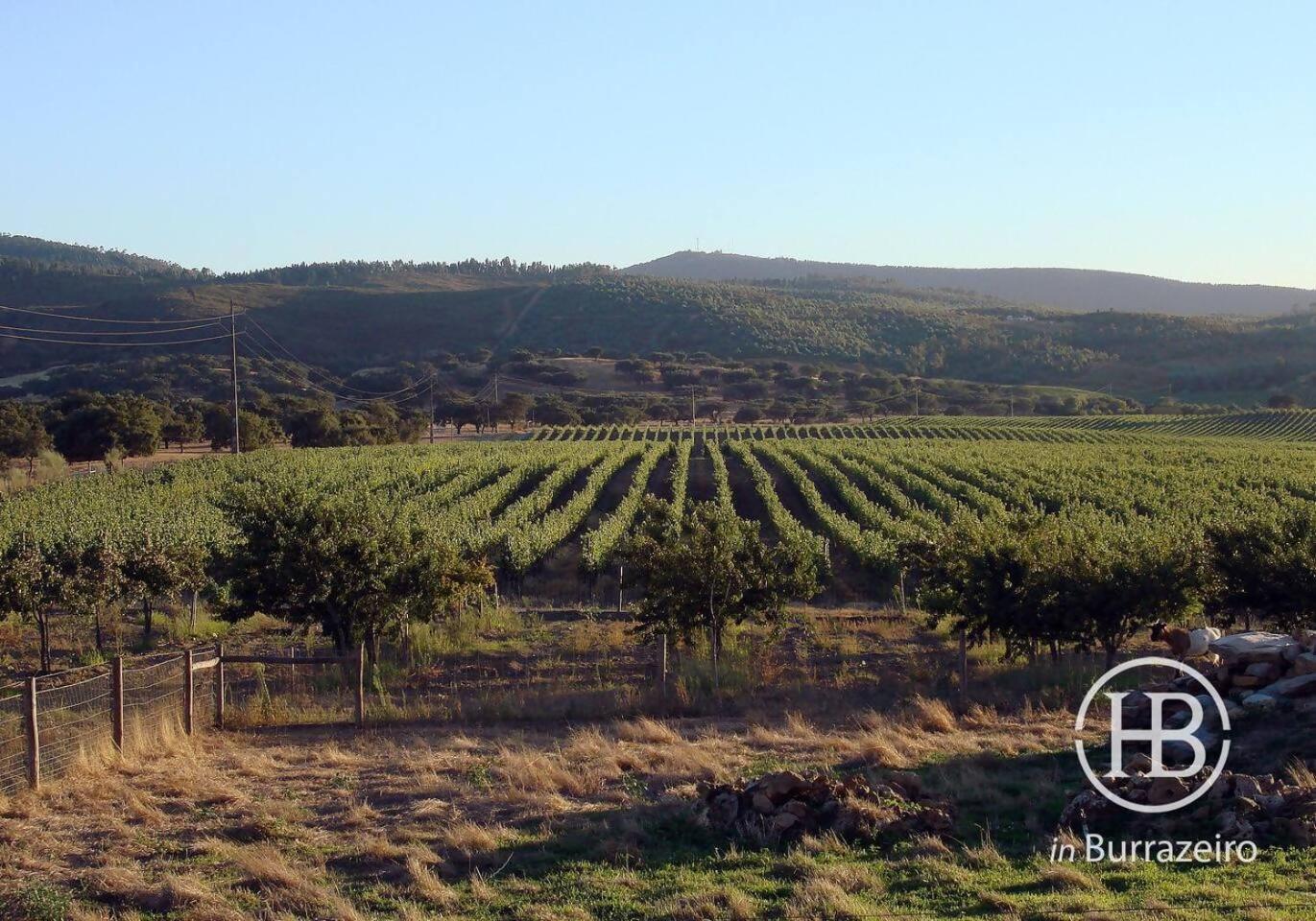 Herdade Do Burrazeiro No Alentejo * Borba