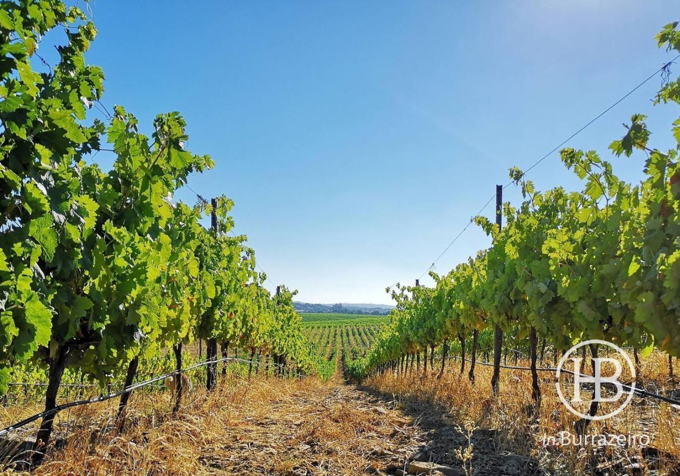 Herdade Do Burrazeiro No Alentejo