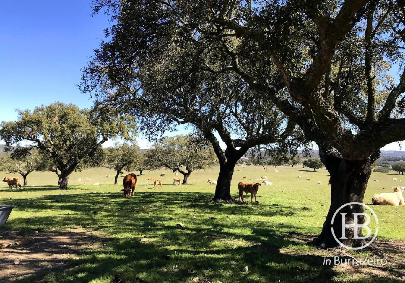 Herdade Do Burrazeiro No Alentejo Lodge *