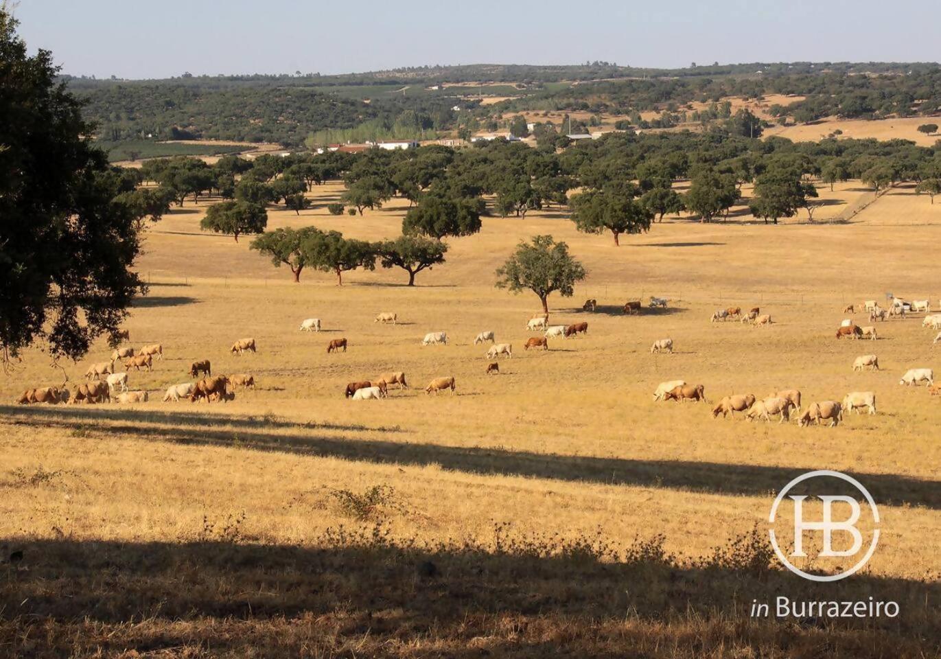 Lodge Herdade Do Burrazeiro No Alentejo *