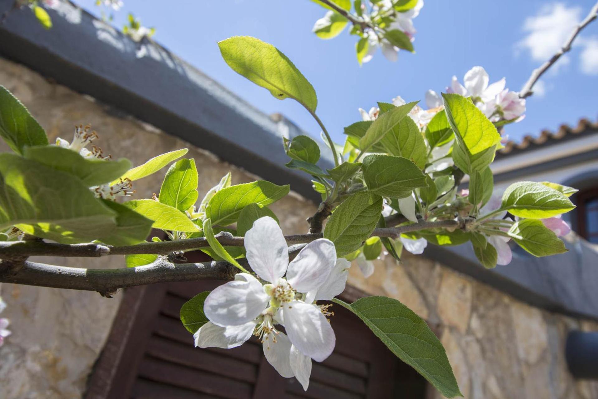Villa Arrochela Vilamoura
