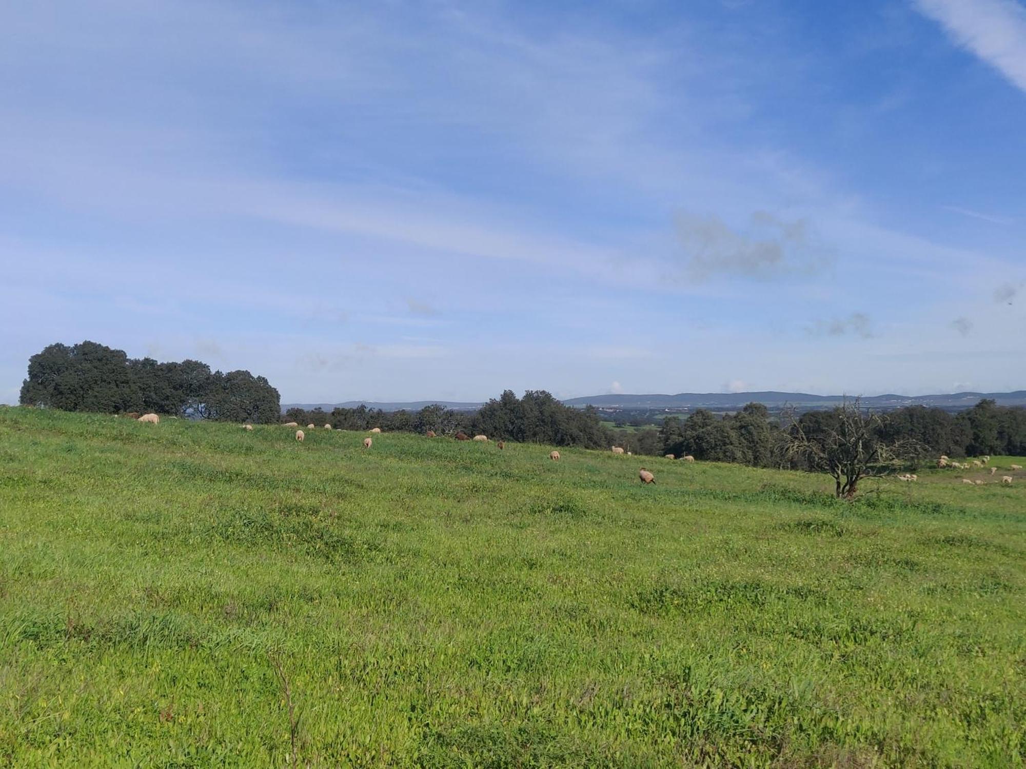 Bed & Breakfast Monte Do Roque *