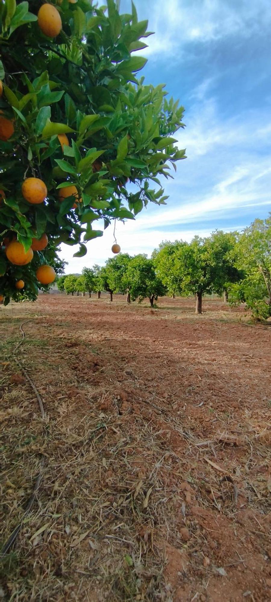 Entrecolinas * Paderne (Faro)
