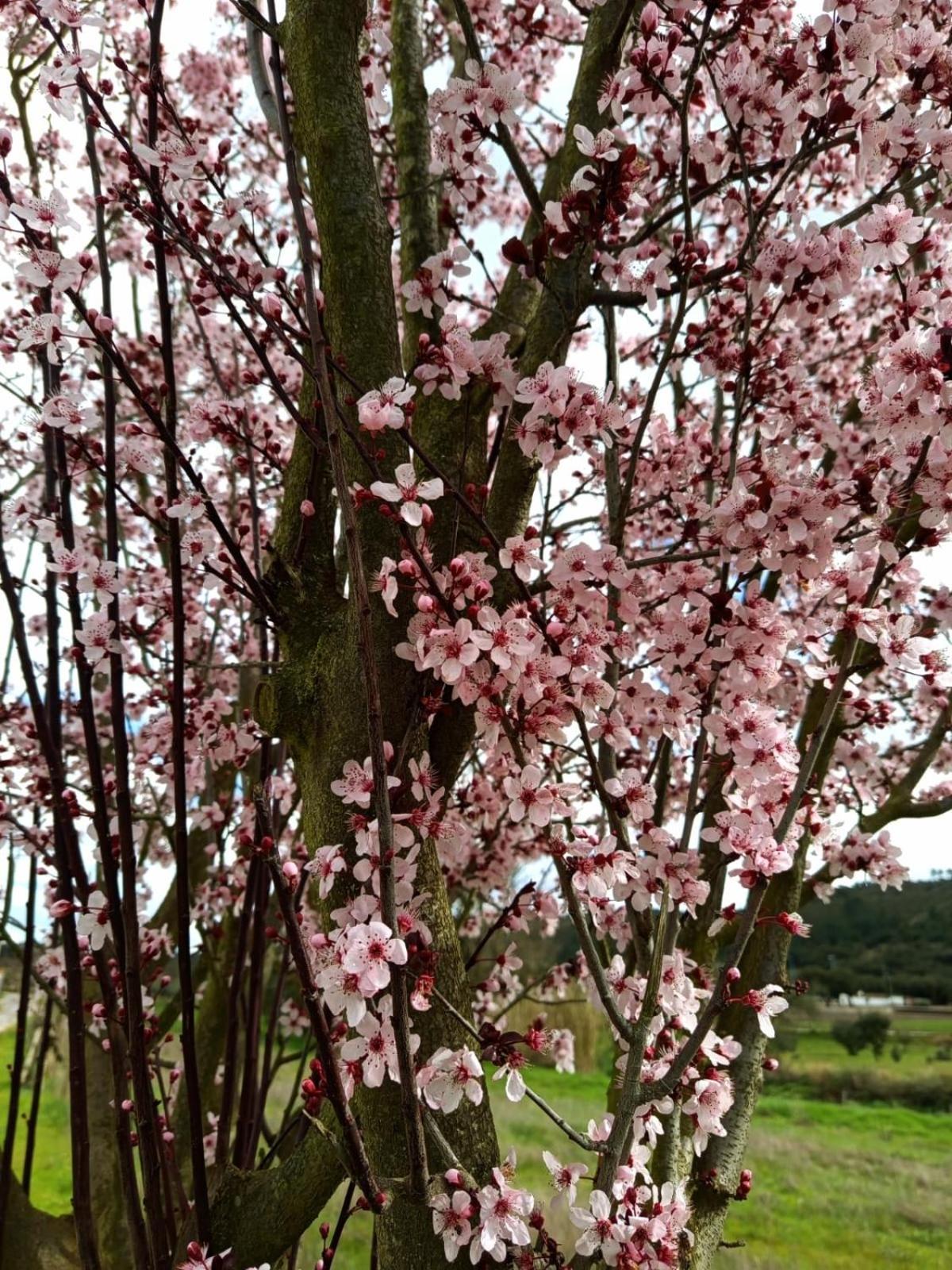 Monte Da Esperanca Agroturismo