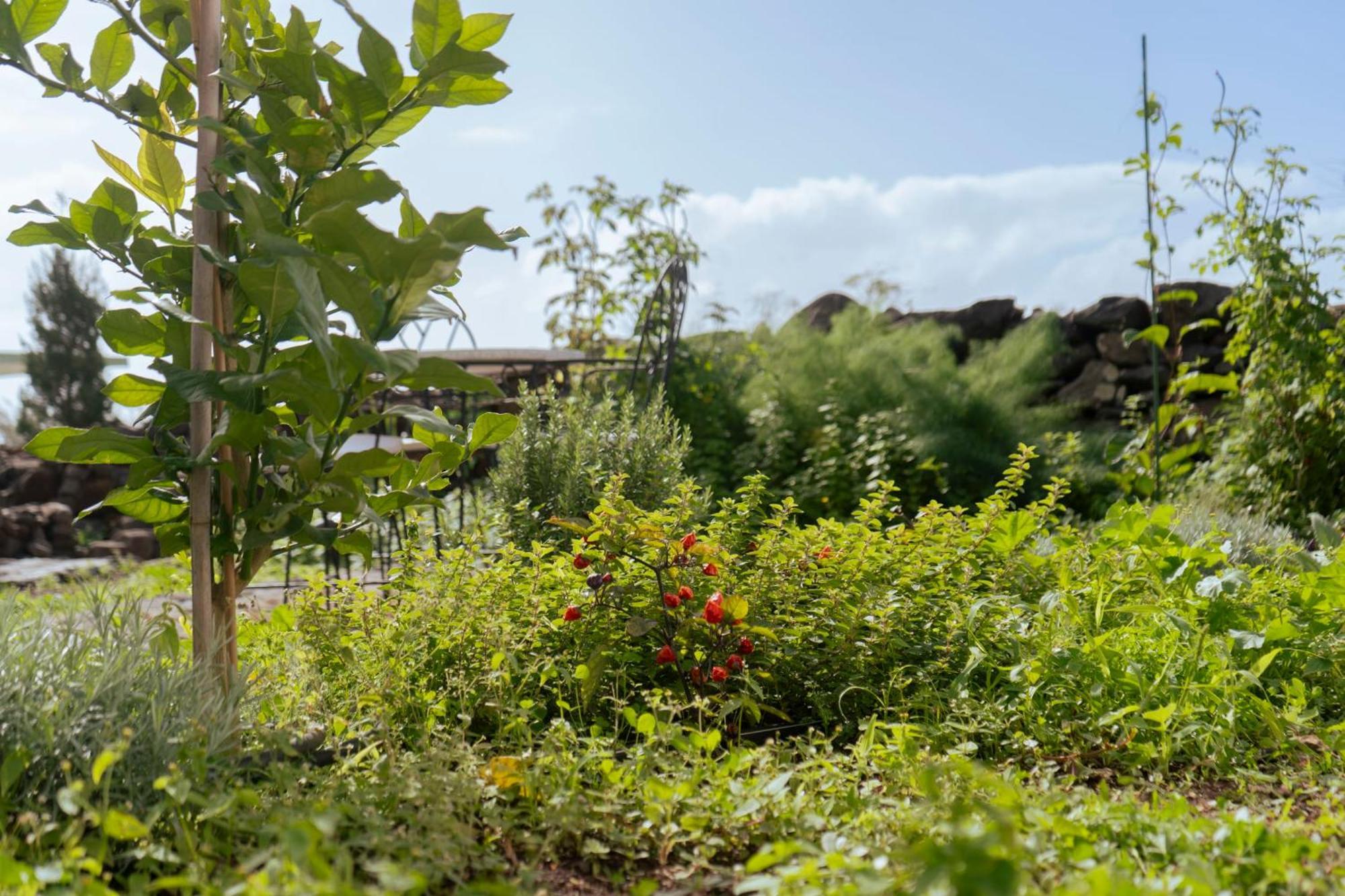 Quinta Marefe - On The Stunning West Coast Paul do Mar (Madeira)
