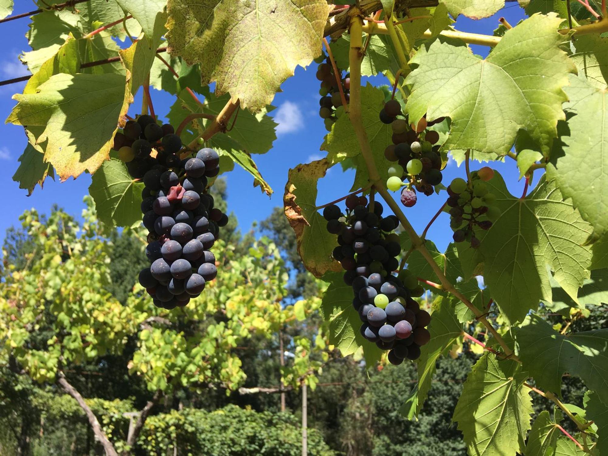 Quinta Da Quinta