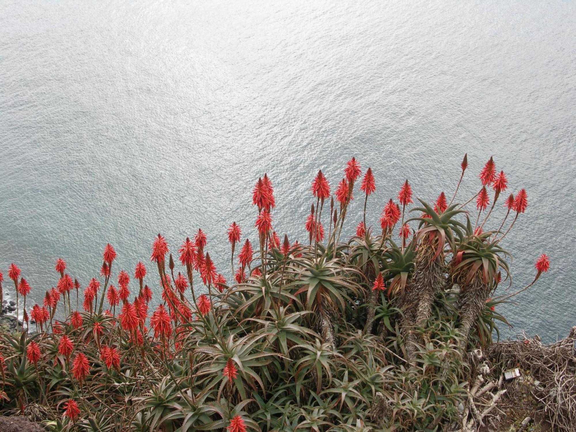 Palma Madeira Wandern Und Tauchen