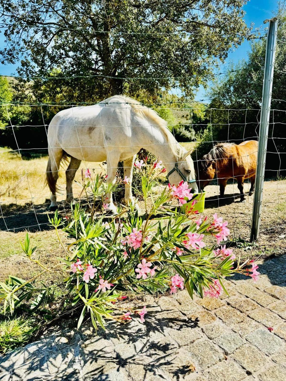 Quinta Vale Da Prata Farm stay