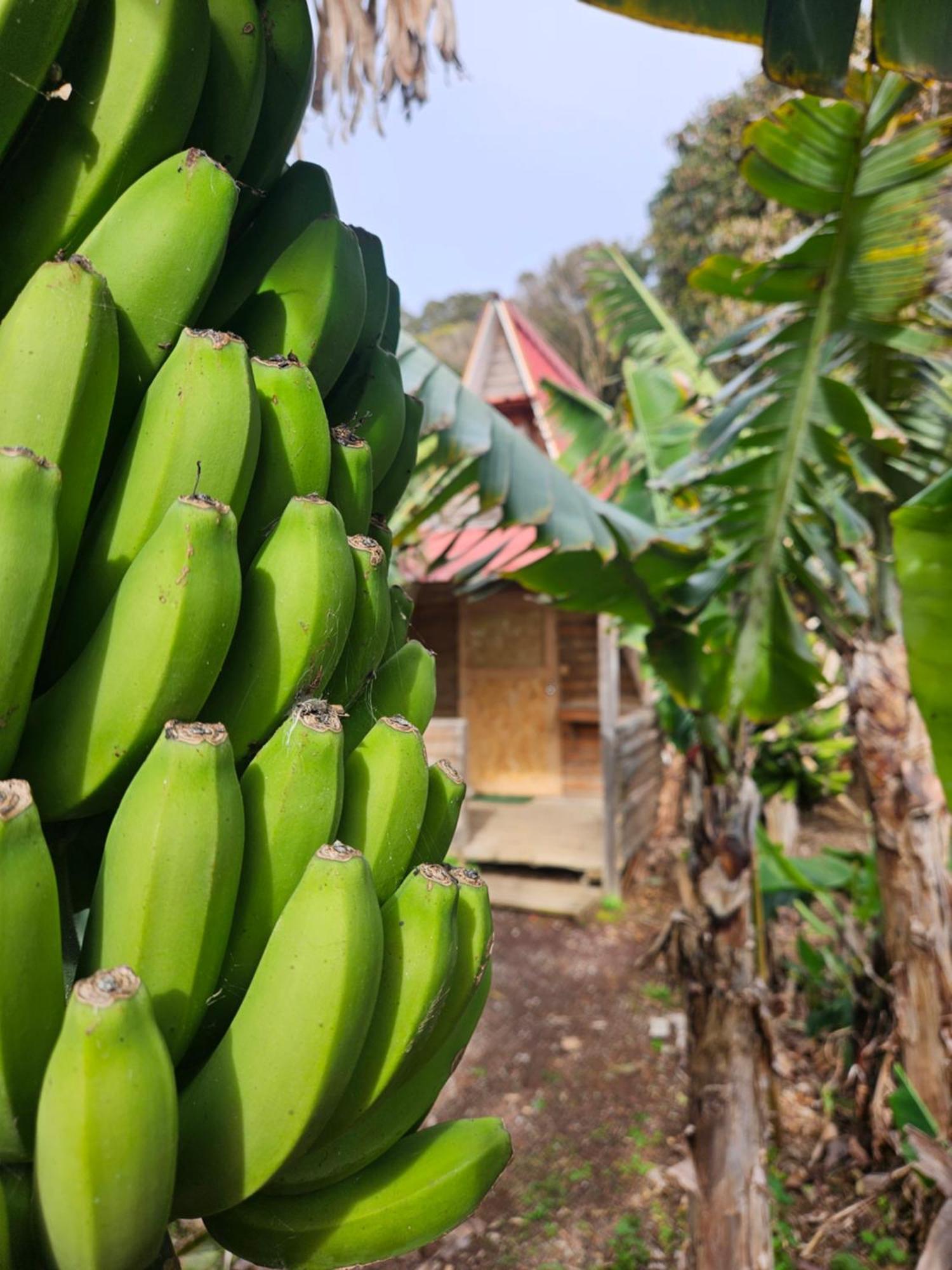 Banana Eco Camp Campsite *