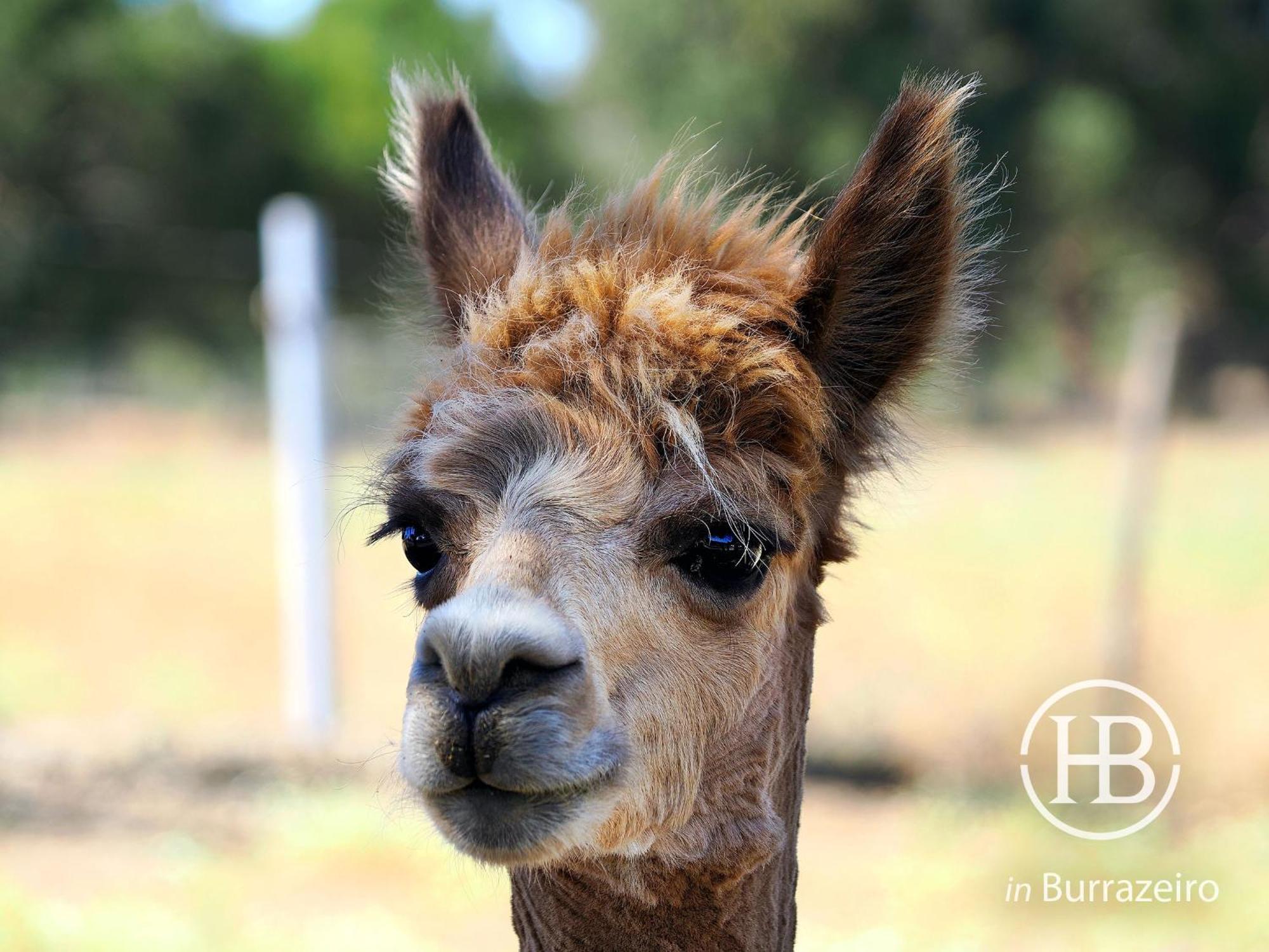 Herdade Do Burrazeiro No Alentejo Lodge