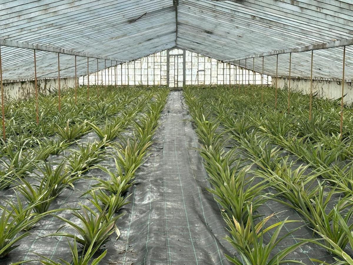Quinta Ananas Pineapple Farm *
