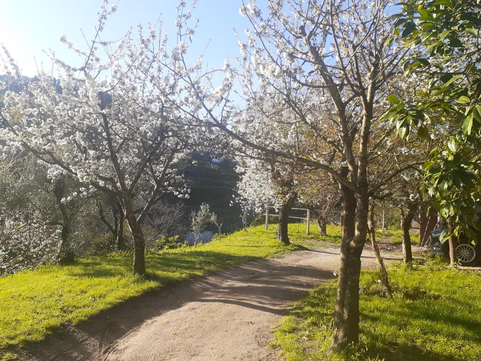 Quinta Dos Carvalhos The Wine House Farm In Center Of - Capital Of The Douro Agroturismo