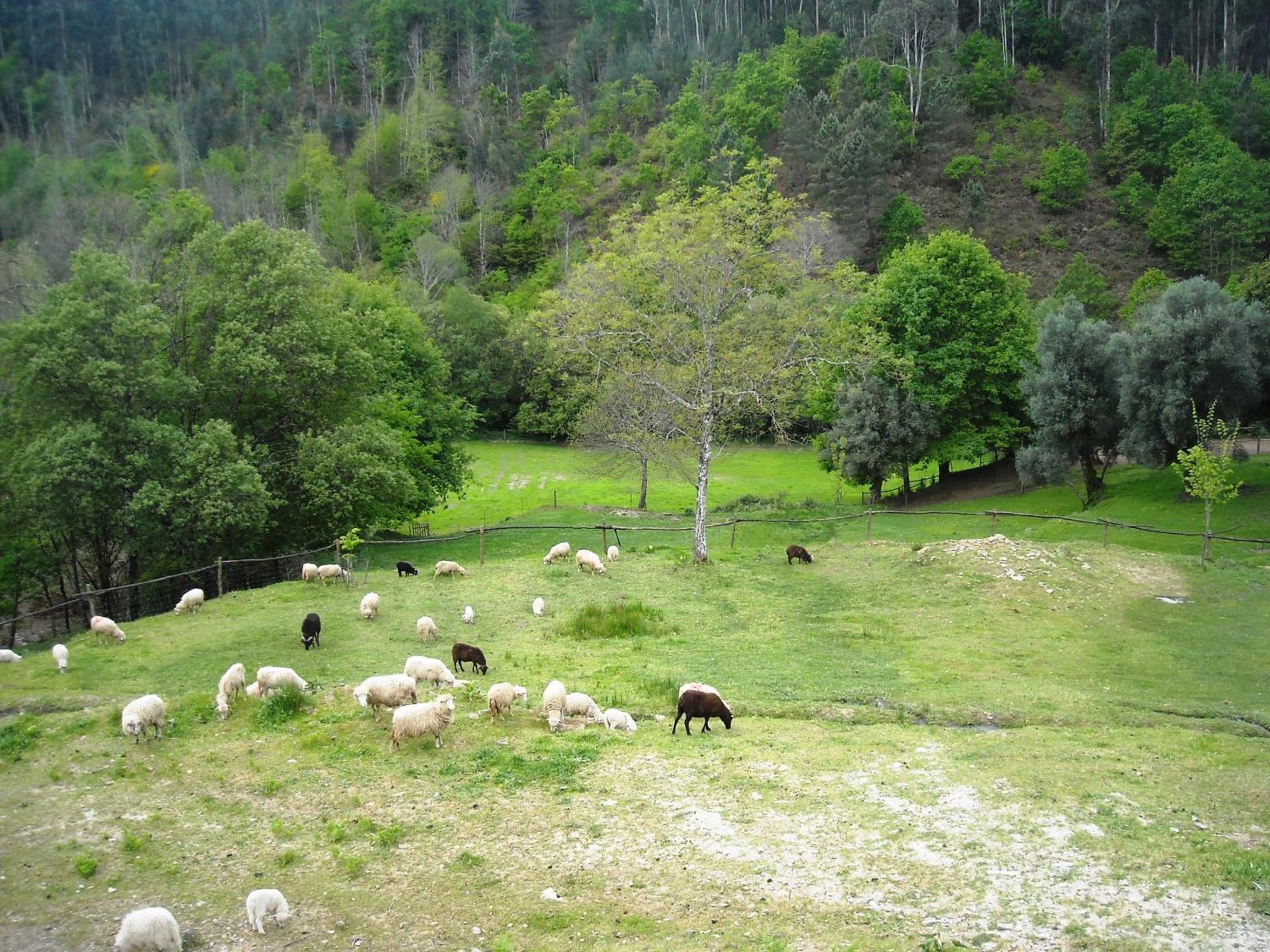 Agrofarm With Animals - Qta Entre Sebes