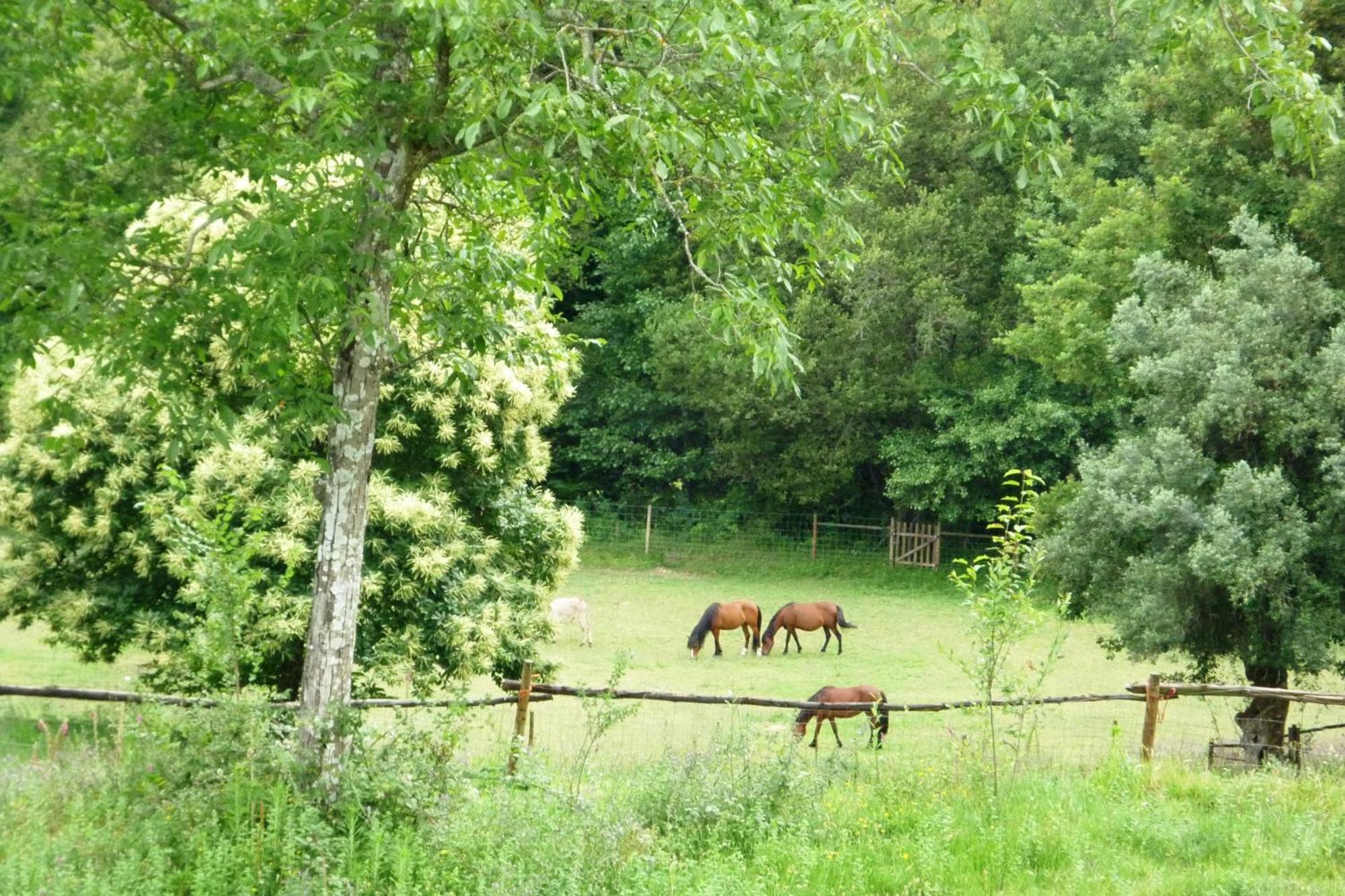 Agrofarm With Animals - Qta Entre Sebes Casa rural