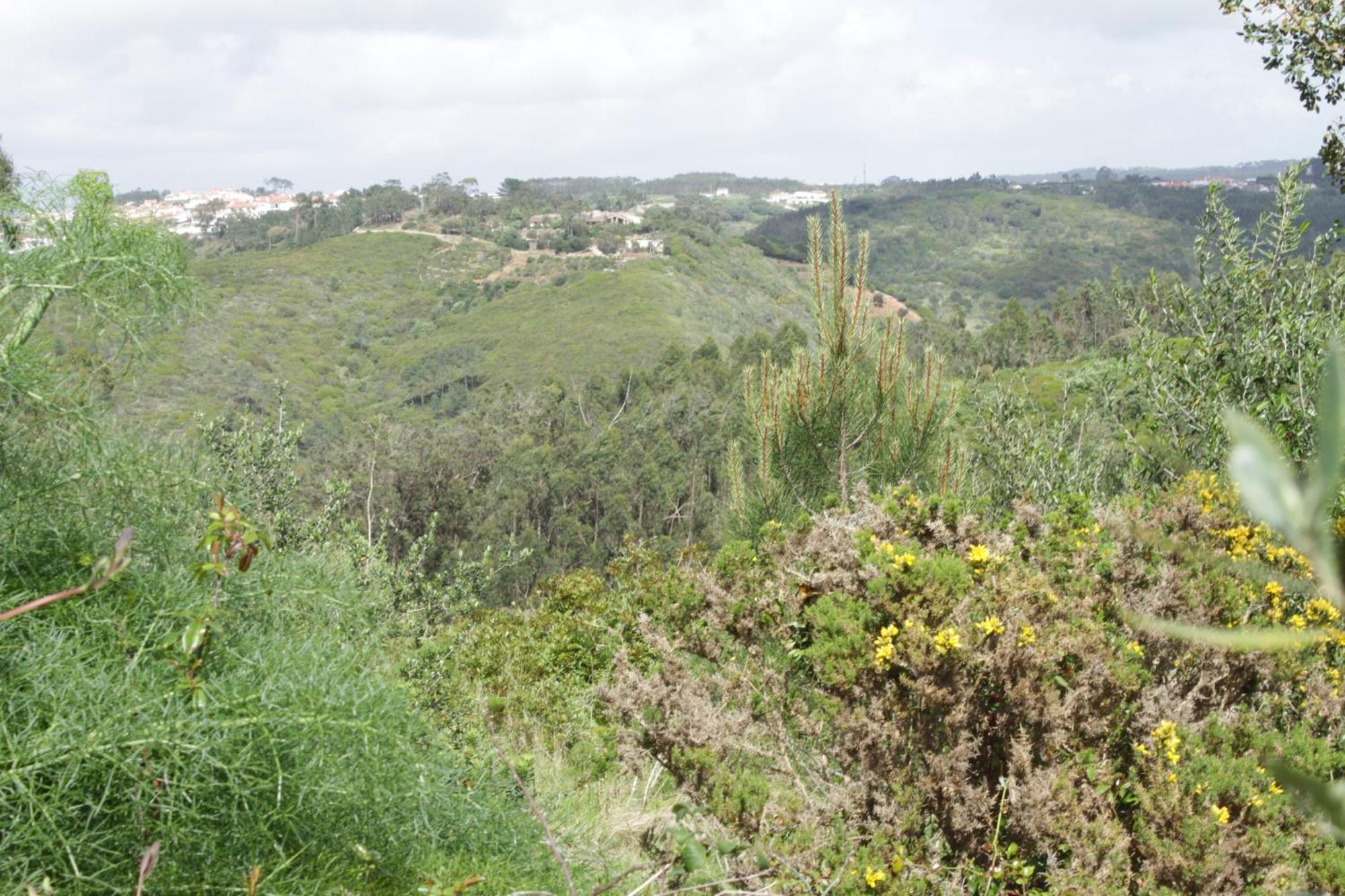 Hidden Forest Retreat Campsite Carvoeira