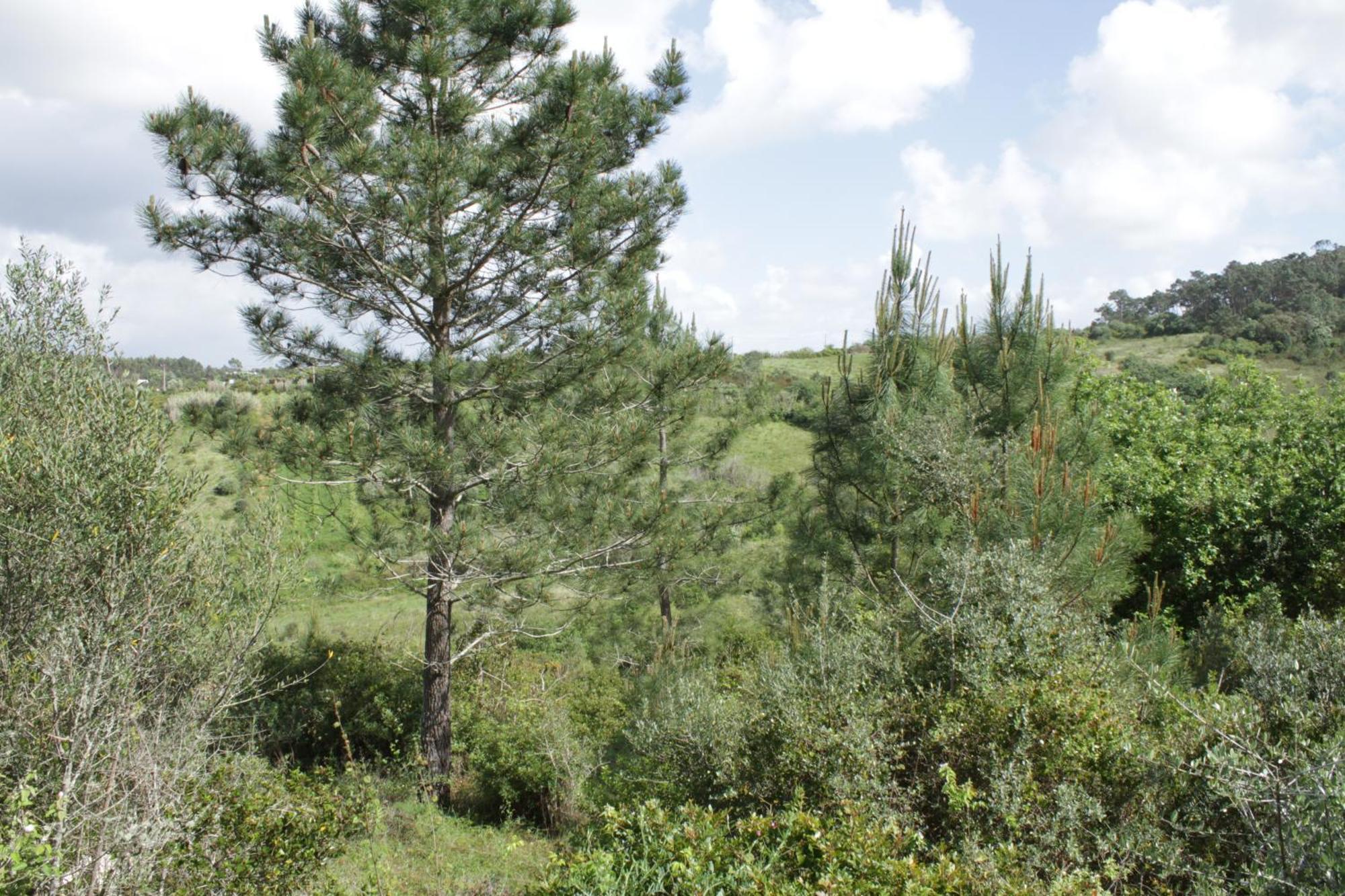 Hidden Forest Retreat * Carvoeira