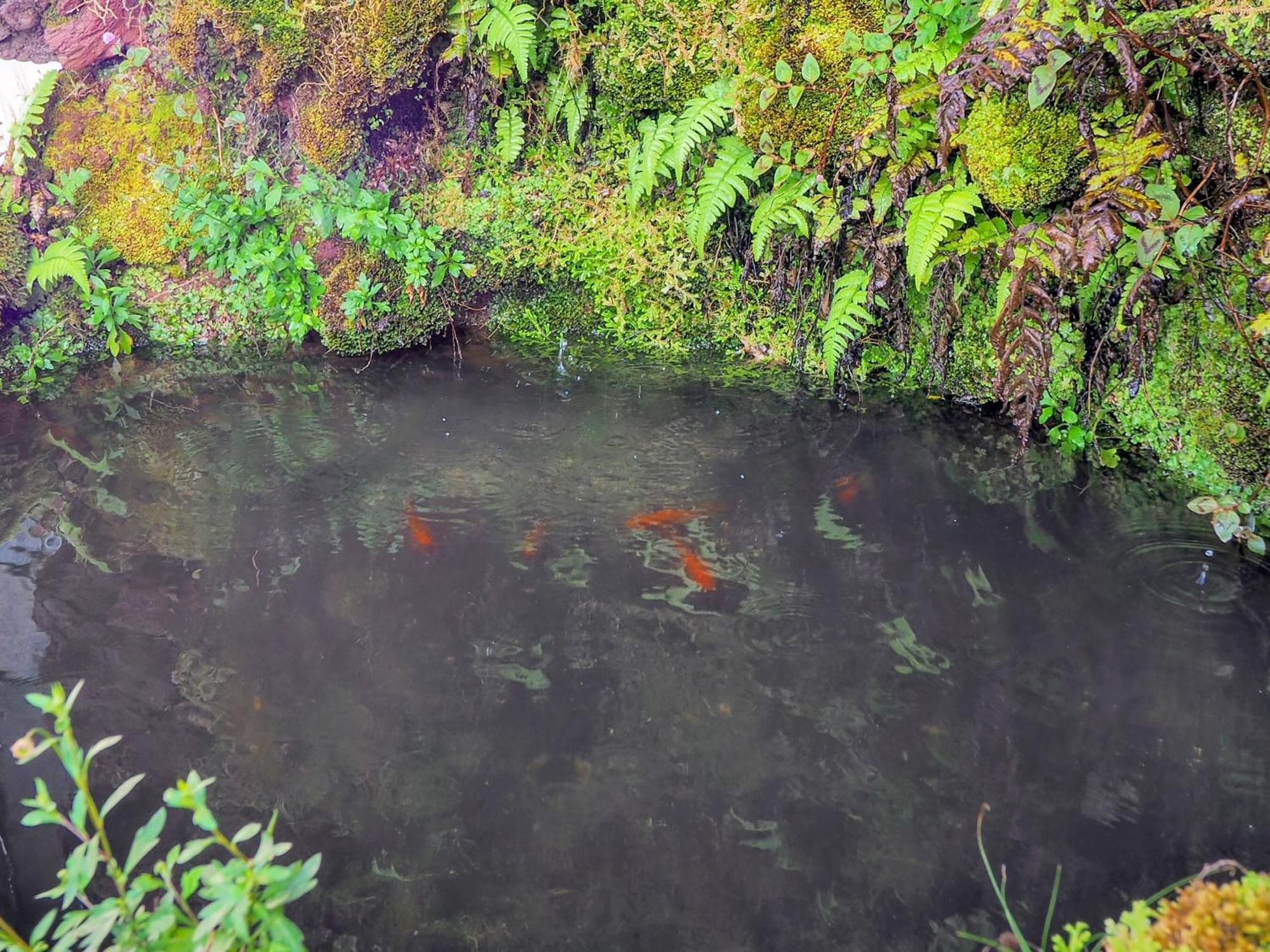 Vale 2* Furnas (Azores)