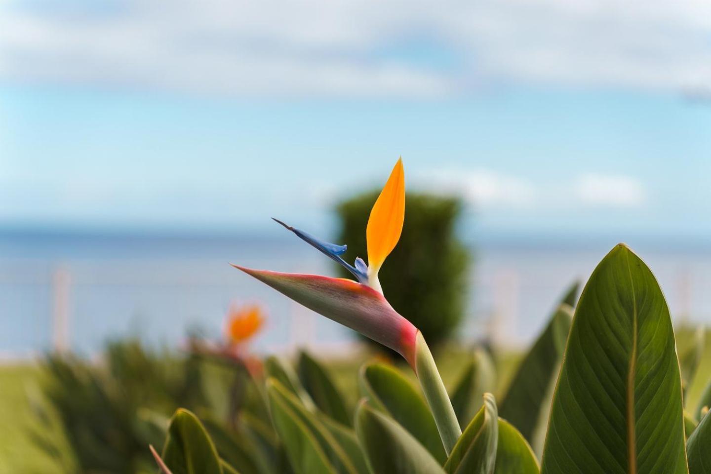 Apartment Sunny Getaway In Funchal (Madeira)