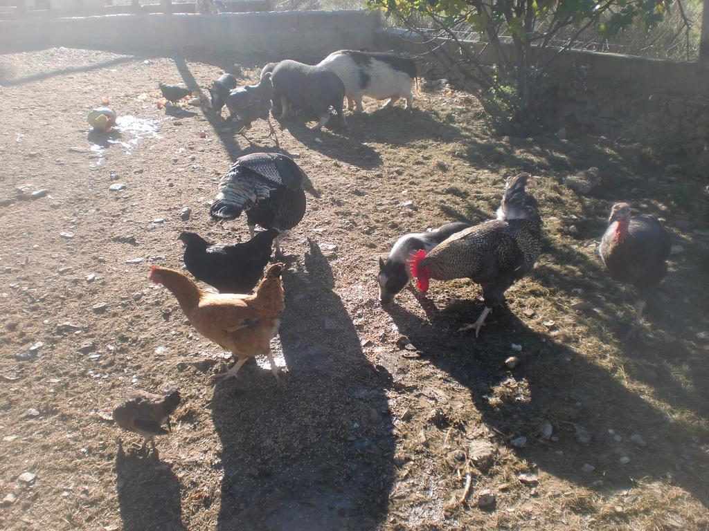 Horta Da Quinta * Mertola