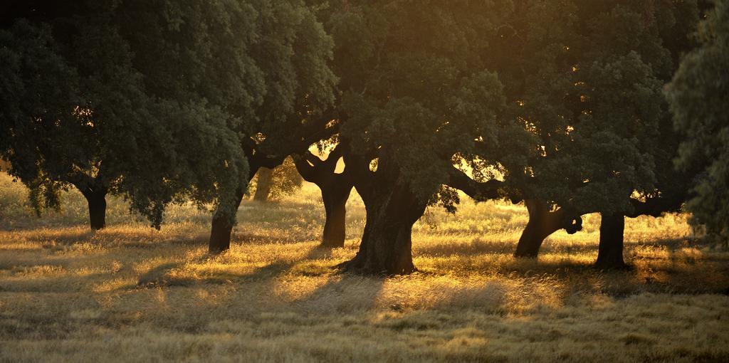 Herdade Barradas Da Serra *