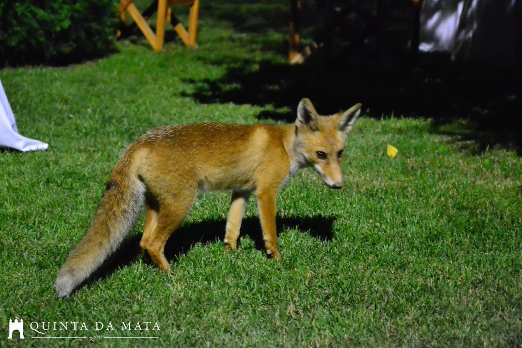 Quinta Da Mata - Turismo De Habitacao Country house