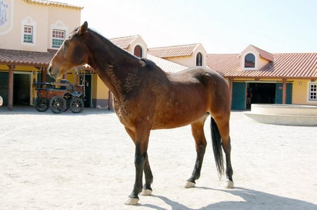 Casa Morgado *