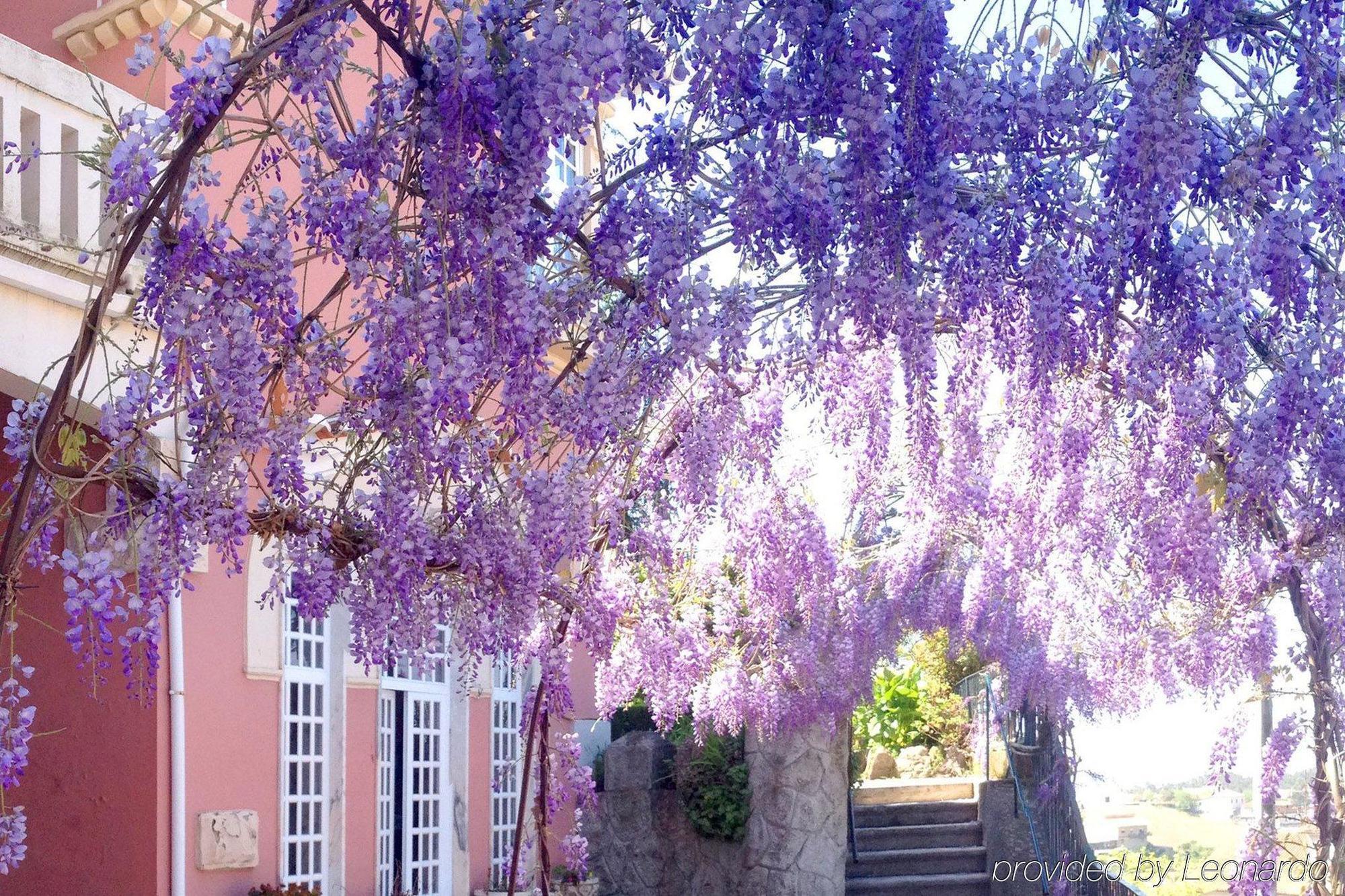 Alegre - Bussaco Boutique Hotel Luso (Mealhada)