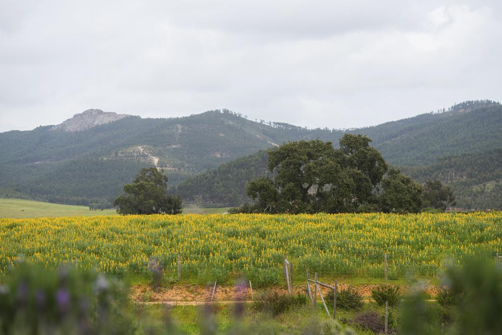 Herdade Do Amarelo Nature & Farm stay