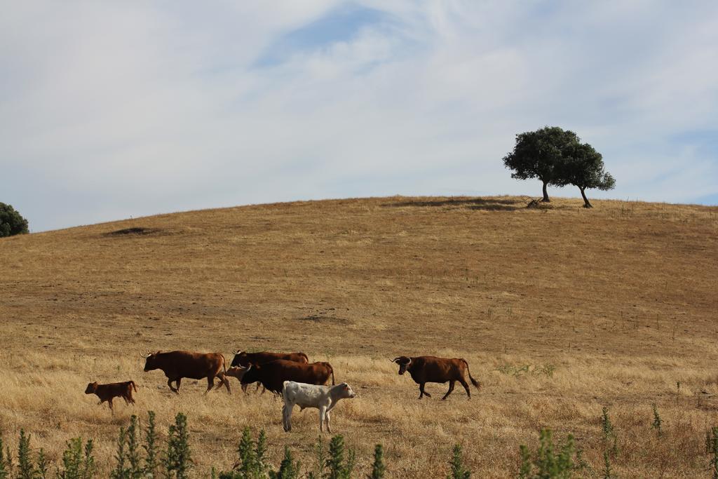 Pateo Dos Solares Charm Estremoz