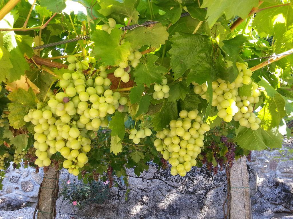 Quinta Da Teimosa Farm stay