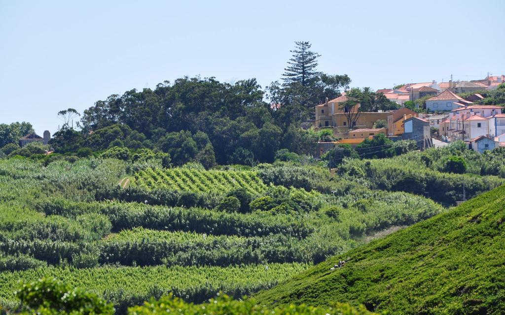 Quinta Da Faianca *