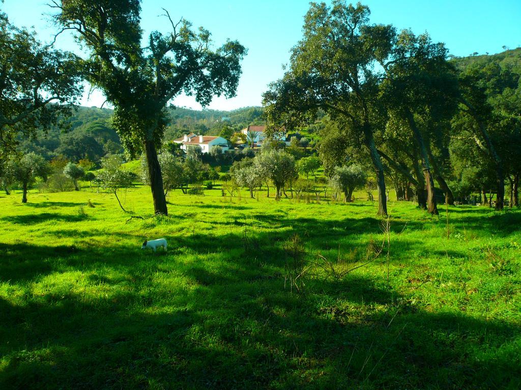 Olival Das Hortas Grandola