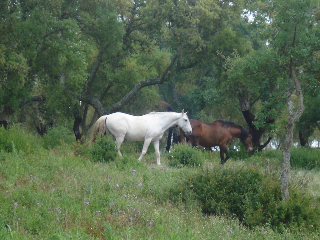 Country house Herdade Da Fonte Branca