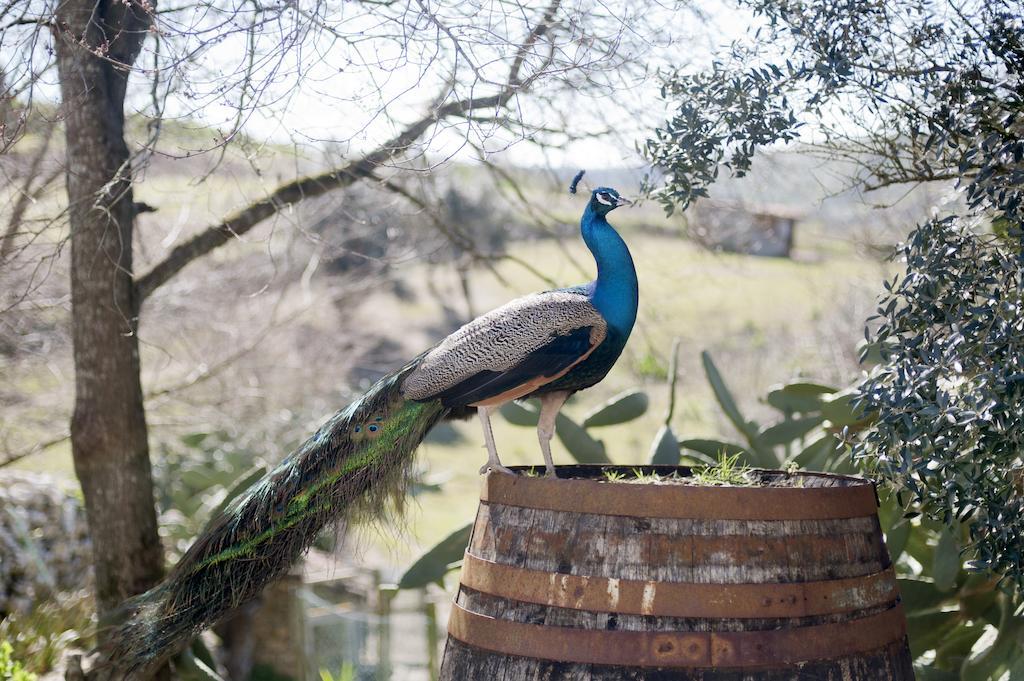Aldeia Da Mata Pequena Mafra