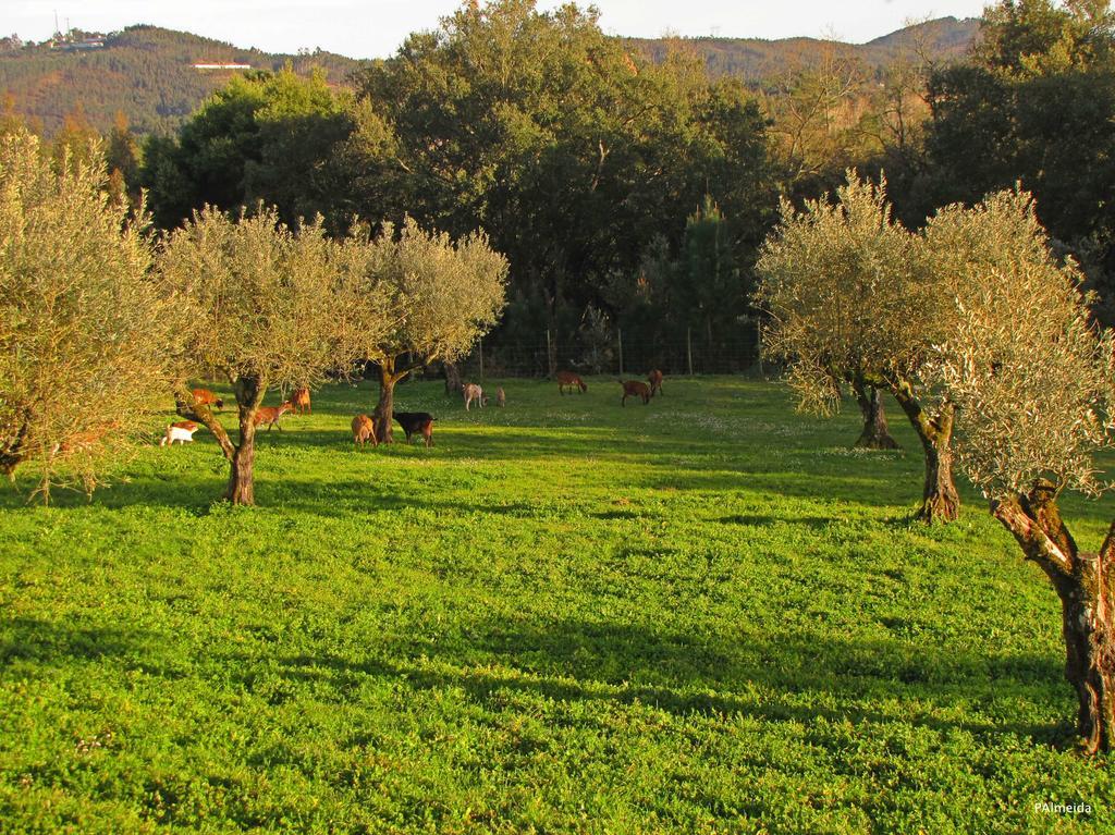 Quinta Do Cerquito