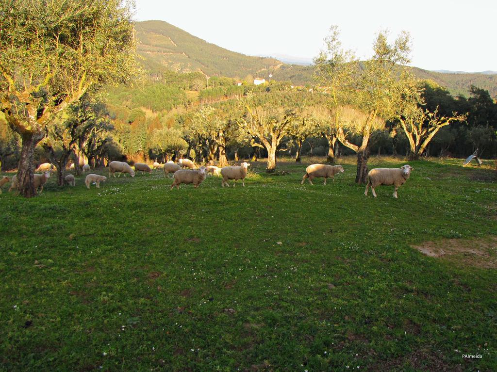 Quinta Do Cerquito Ferreira do Zezere