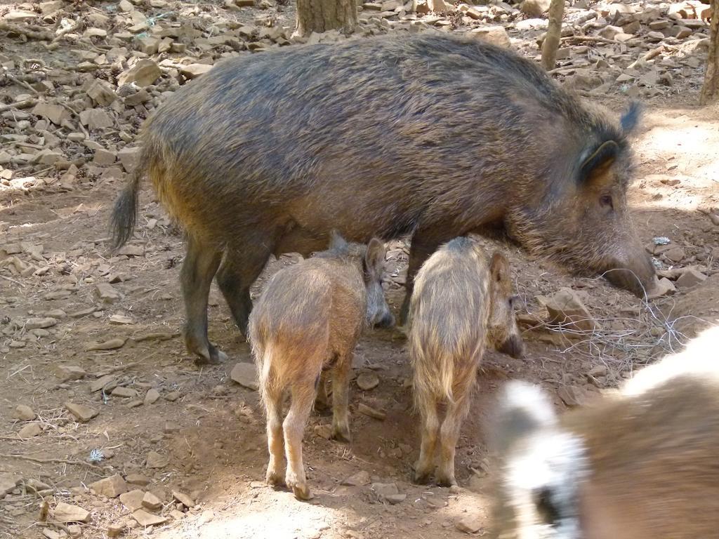 Parque Biologico De Vinhais