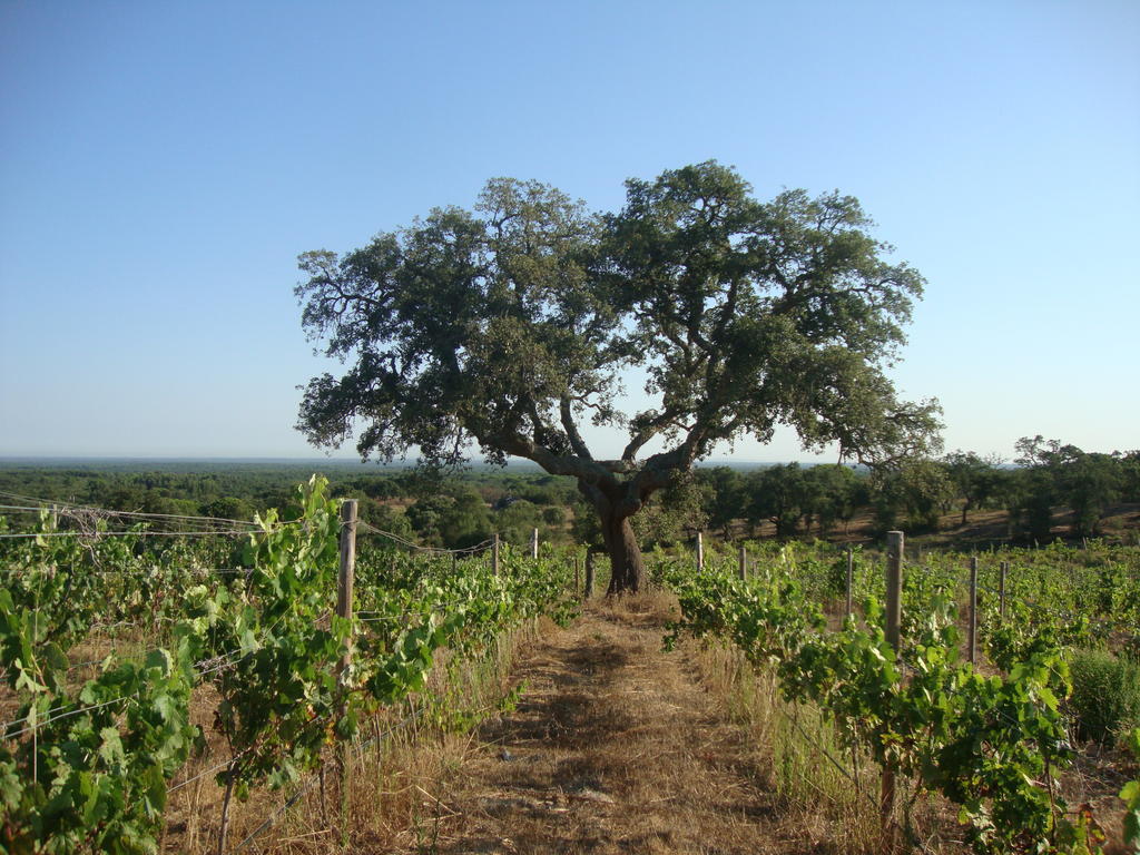 Agroturismo A Serenada Enoturismo Grândola