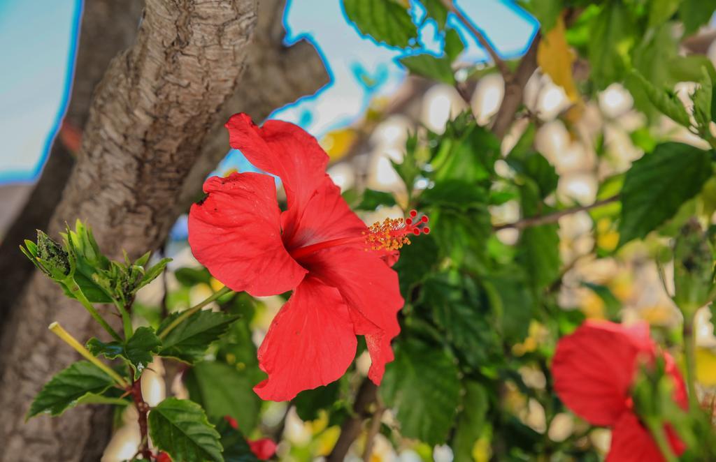 Villa Channa - Adults Only