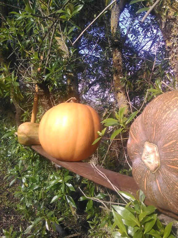 Nature Houses Lagos
