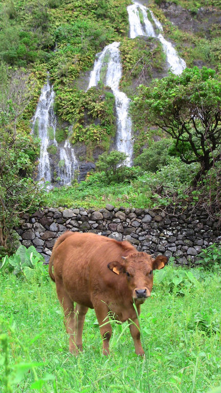 Casa de hóspedes Alojamentos Flores Island