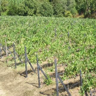Do Bonjardim Farm stay CENTRE PORTUGAL