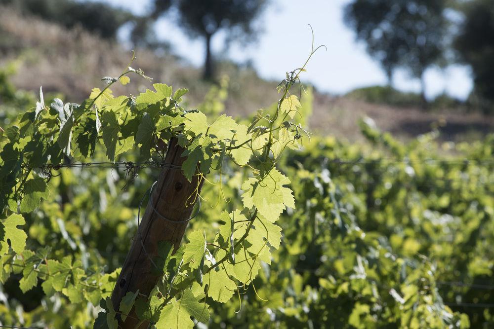A Serenada Enoturismo Farm stay *
