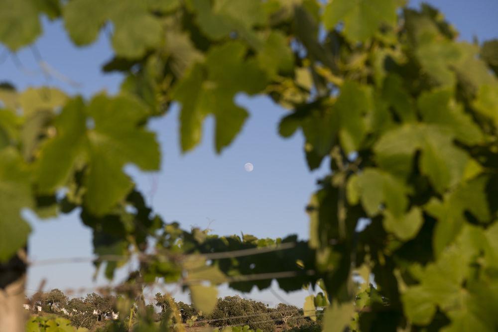 A Serenada Enoturismo * Grândola