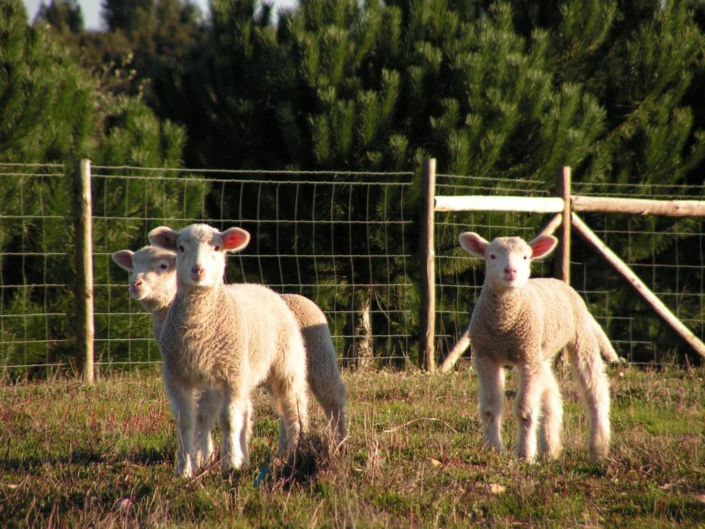 Herdade Do Amarelo Nature & Farm stay