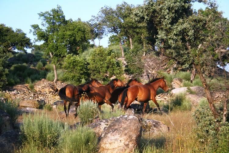 Quinta Lamosa Arcos de Valdevez